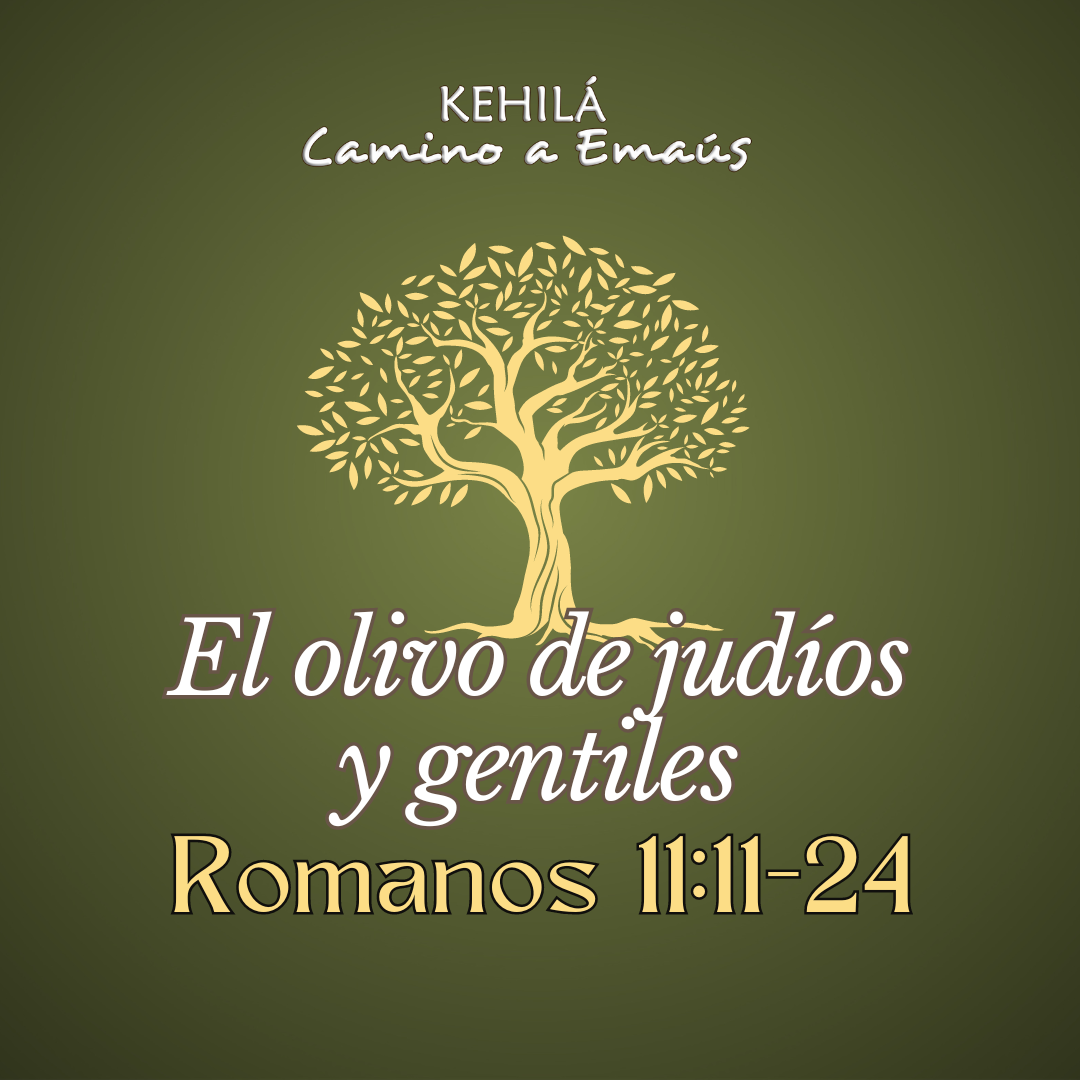 Romanos 11:11-24 | El olivo de judíos y gentiles